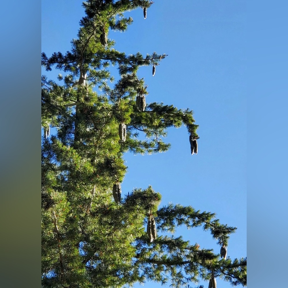 2 Gigantic pinecones! Sugar pine cones XXL HUGE MASSIVE Very large ~ 10 inches - Picture 7 of 9